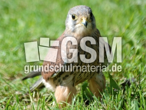Turmfalke_Männchen_7.JPG